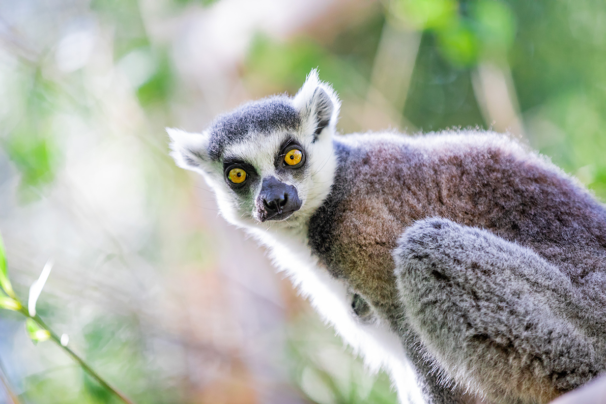 Zoo d'Amiens
