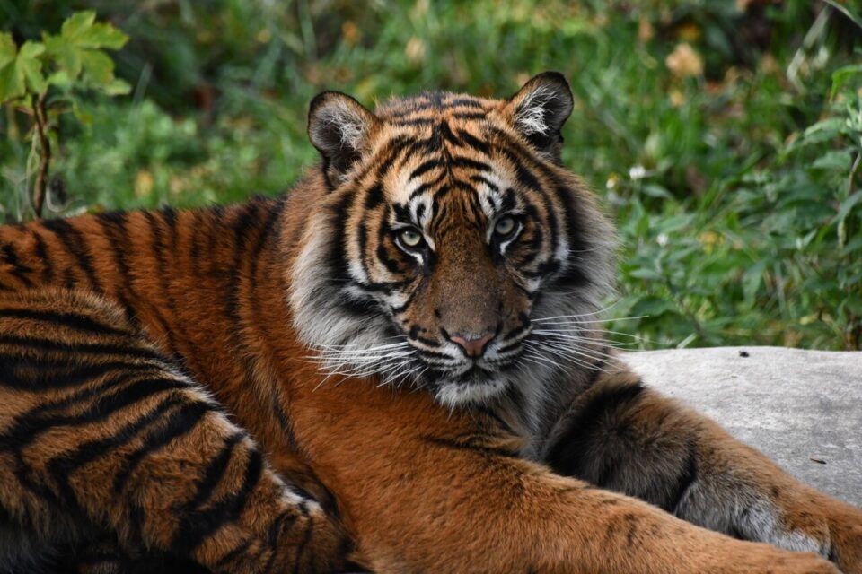 Zoo d'Amiens