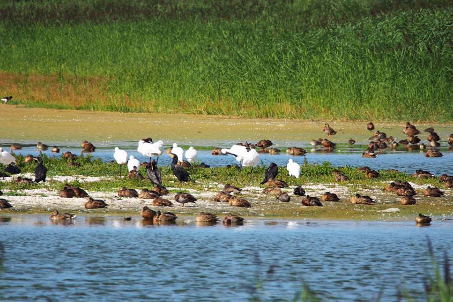 Parc du Marquenterre
