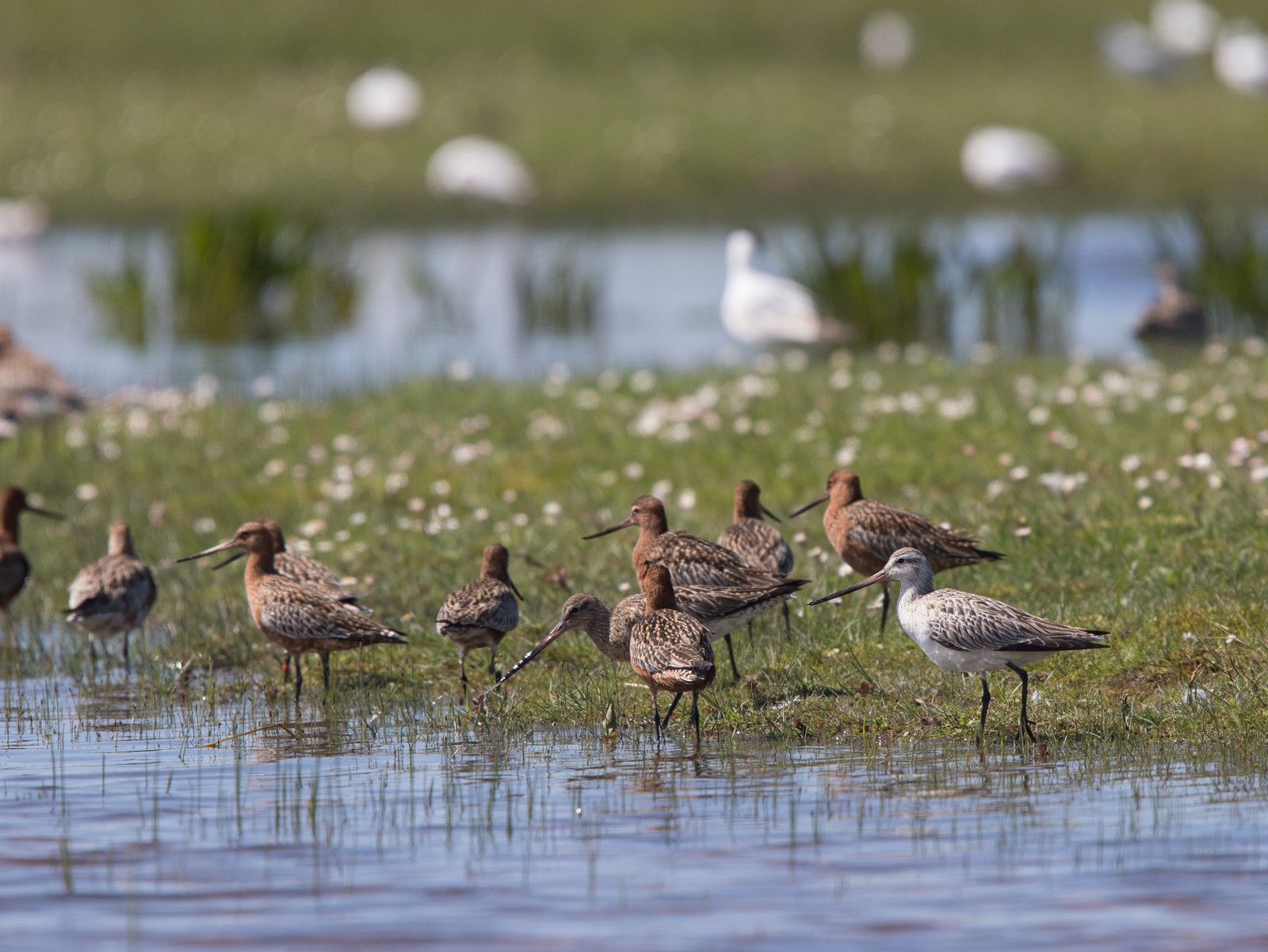 Parc du Marquenterre