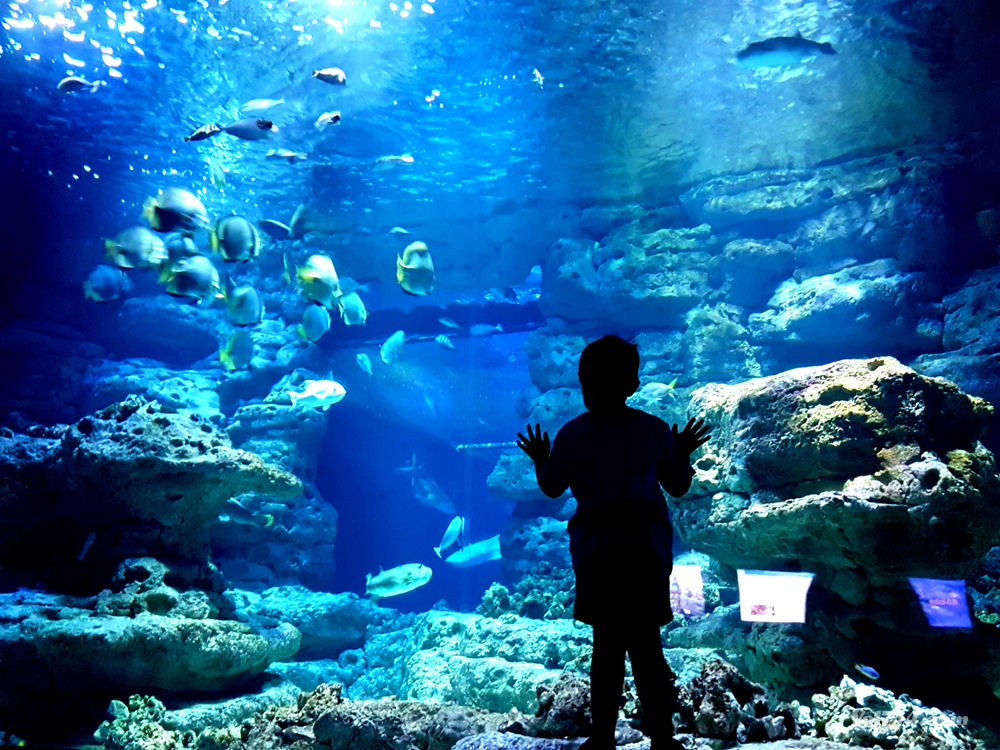 Aquarium de Paris - Cinéaqua - aquarium du Trocadéro