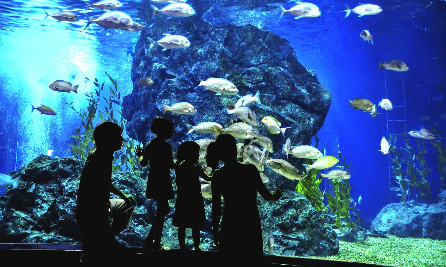 Aquarium de Paris - Cinéaqua - aquarium du Trocadéro