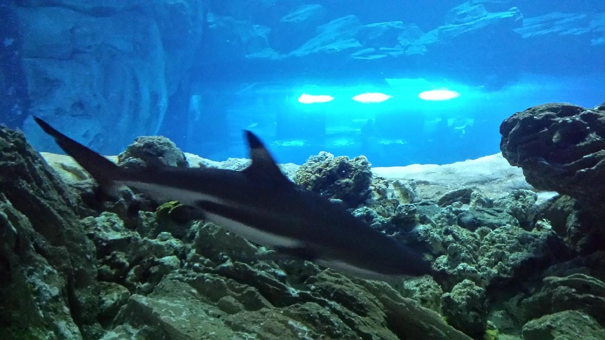 Aquarium de Paris - Cinéaqua - aquarium du Trocadéro