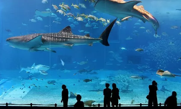 Aquarium de Paris - Cinéaqua - aquarium du Trocadéro