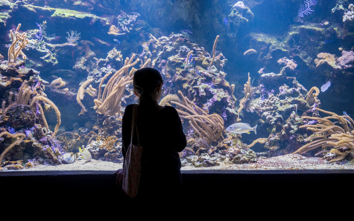 Aquarium du palais de la Porte-Dorée