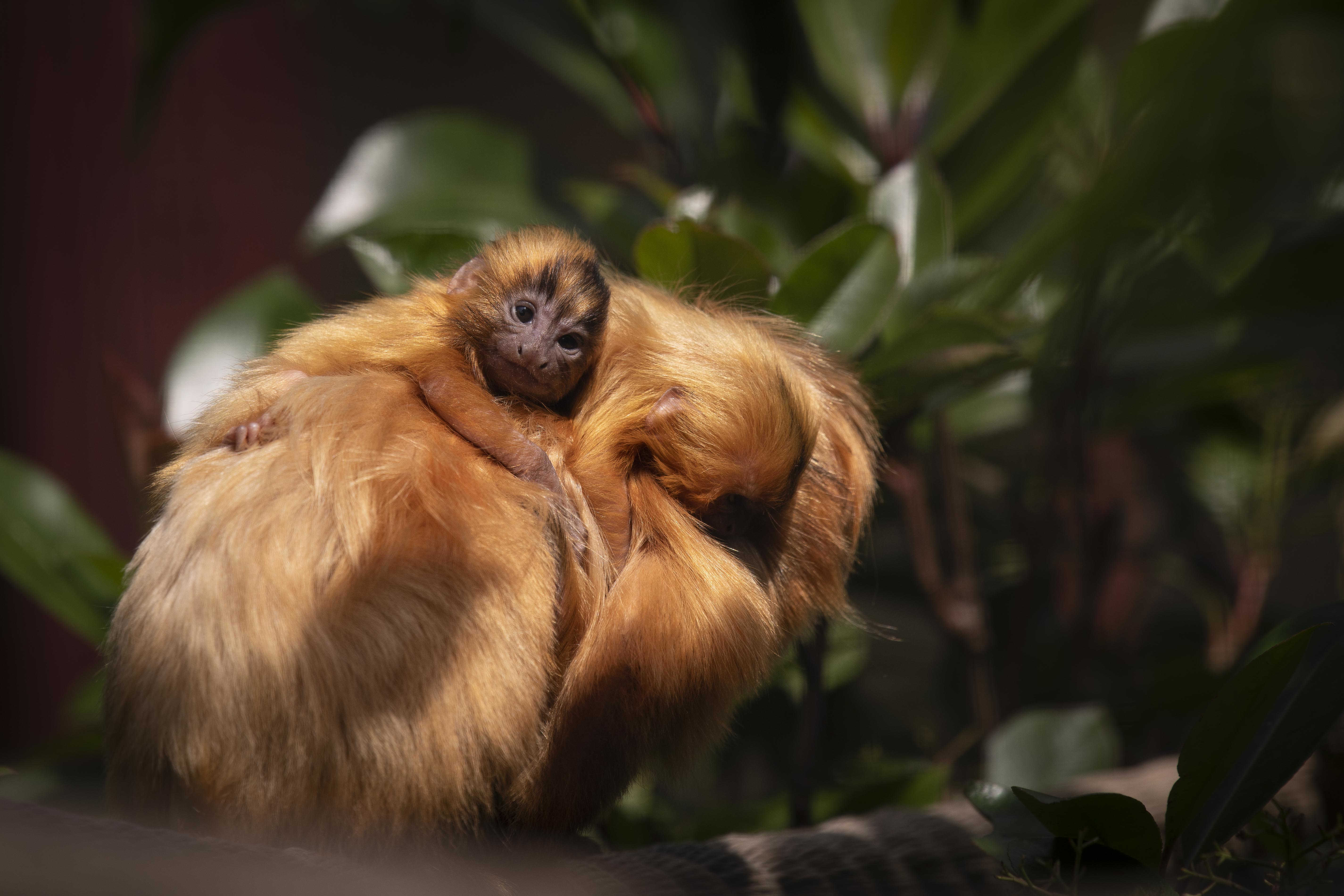Ménagerie du Jardin des plantes