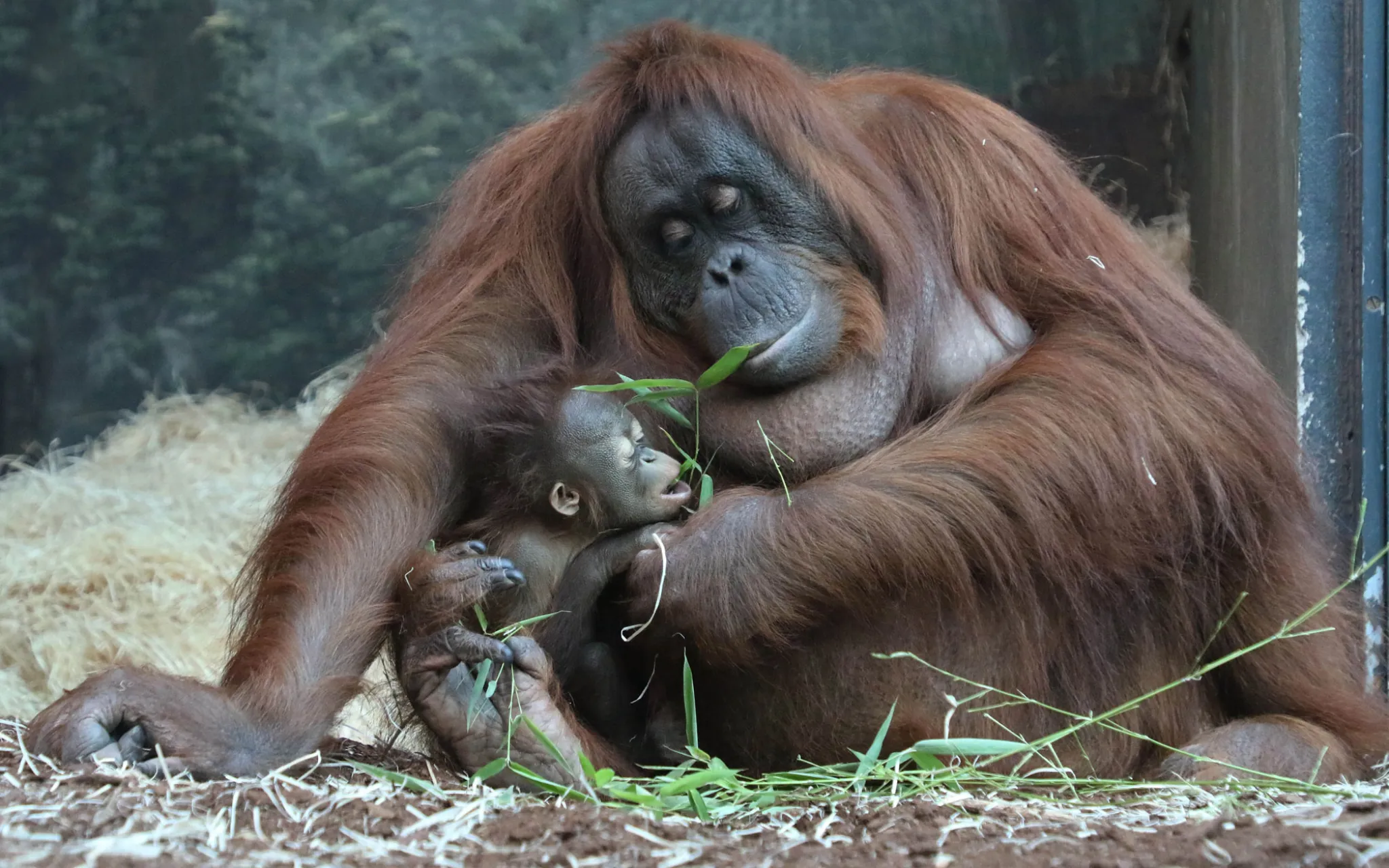Ménagerie du Jardin des plantes