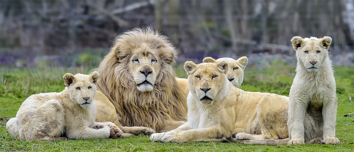 Lumigny Safari Reserve