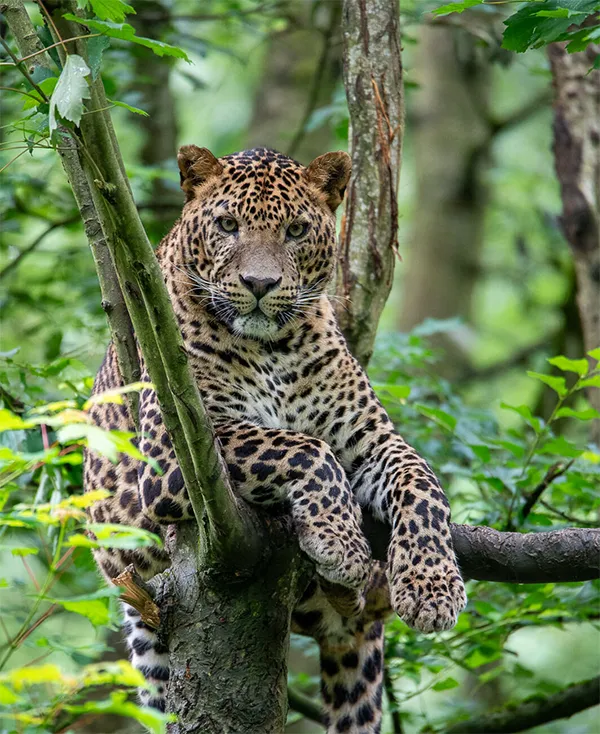 Lumigny Safari Reserve