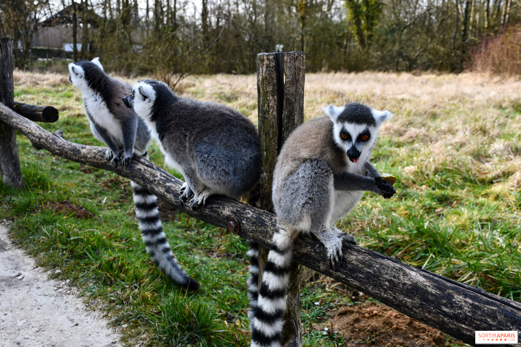 Lumigny Safari Reserve