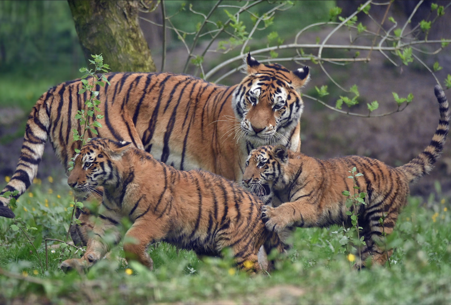Lumigny Safari Reserve
