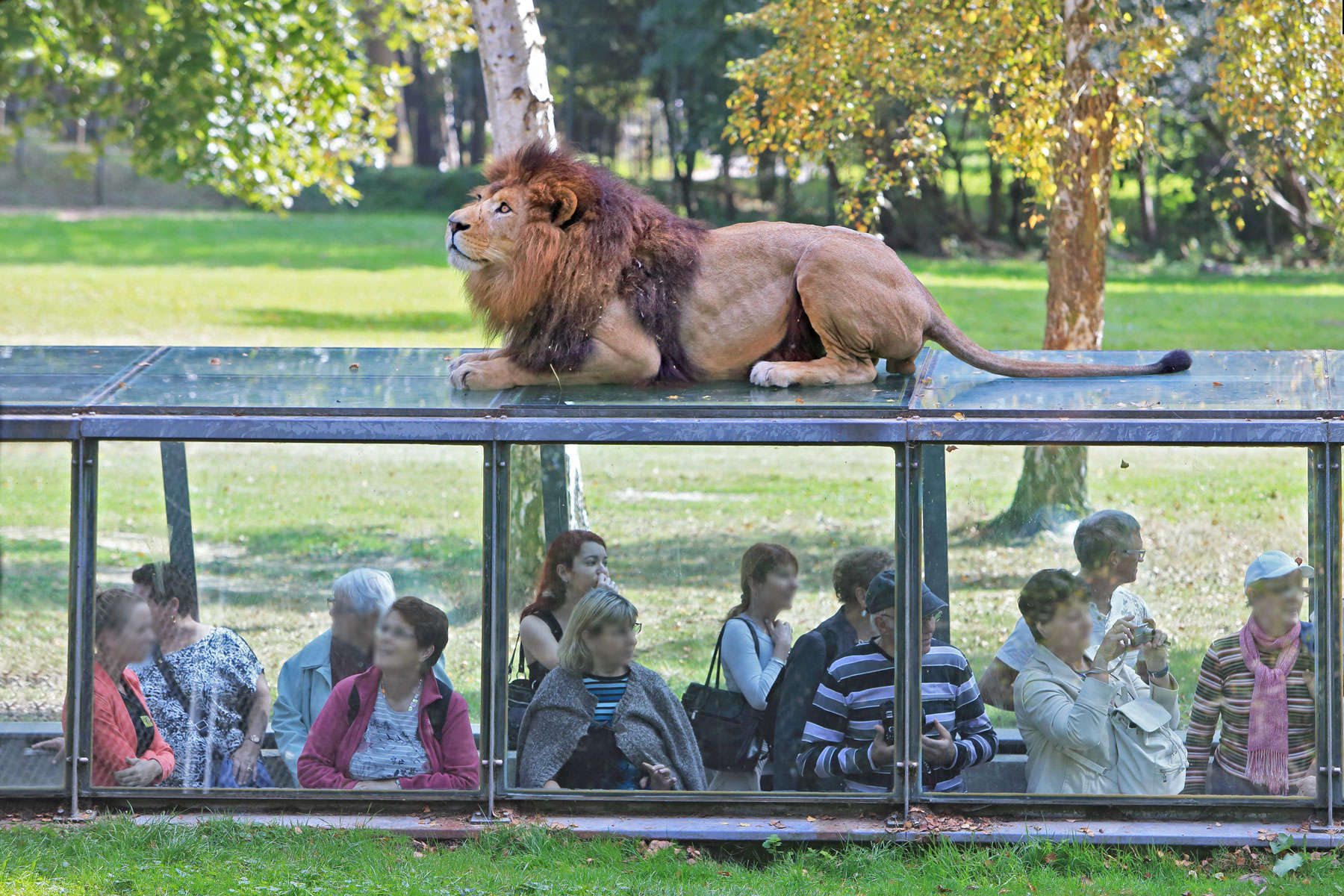 Wow Safari Thoiry