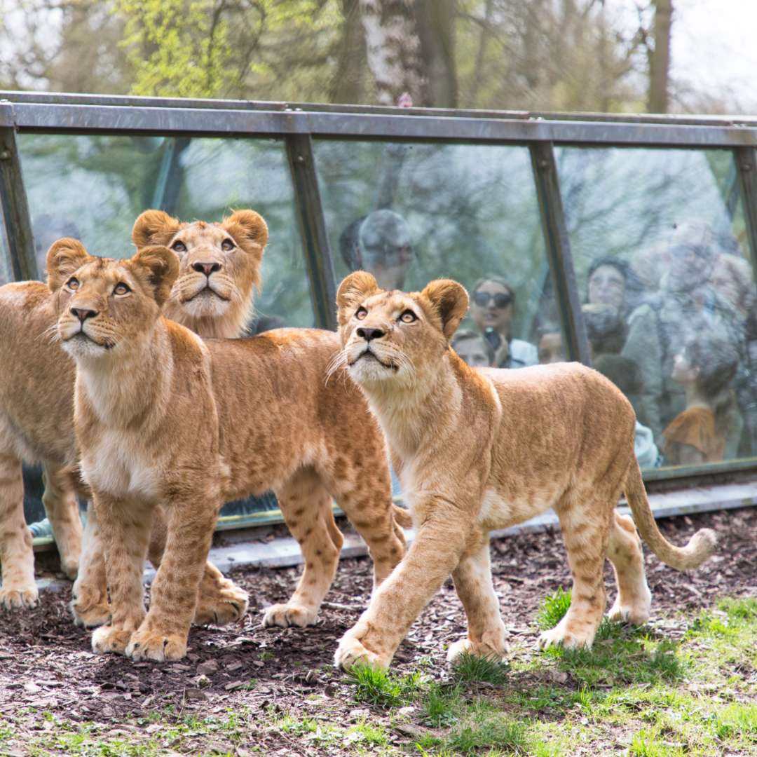 Wow Safari Thoiry