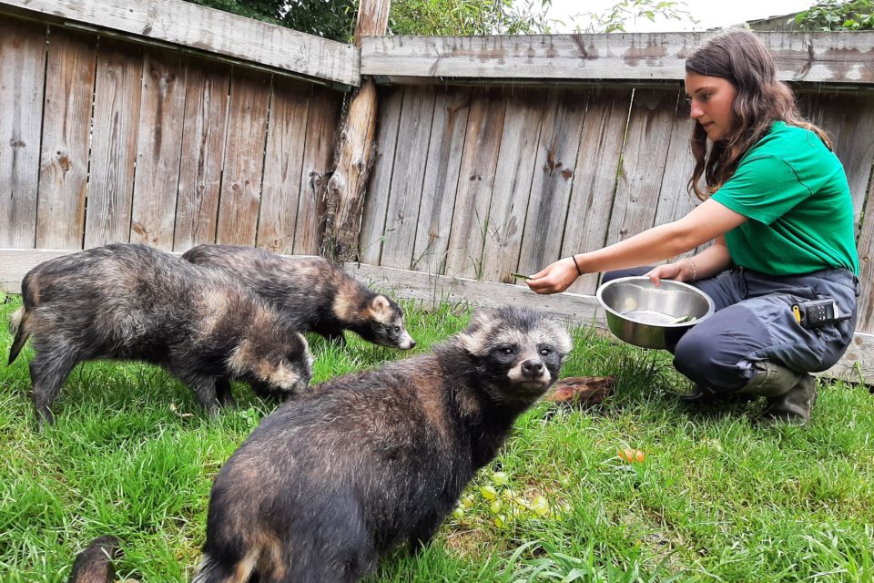 Parc animalier d'Écouves