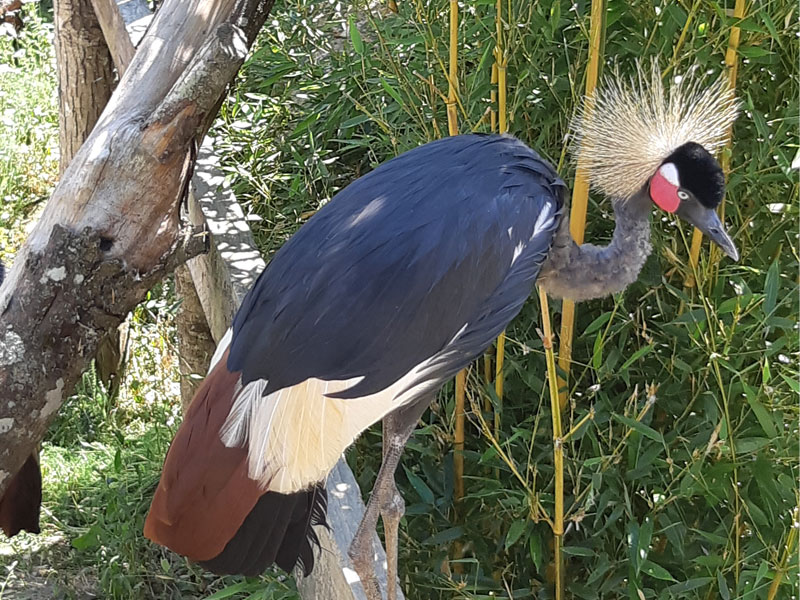 Parc animalier d'Écouves