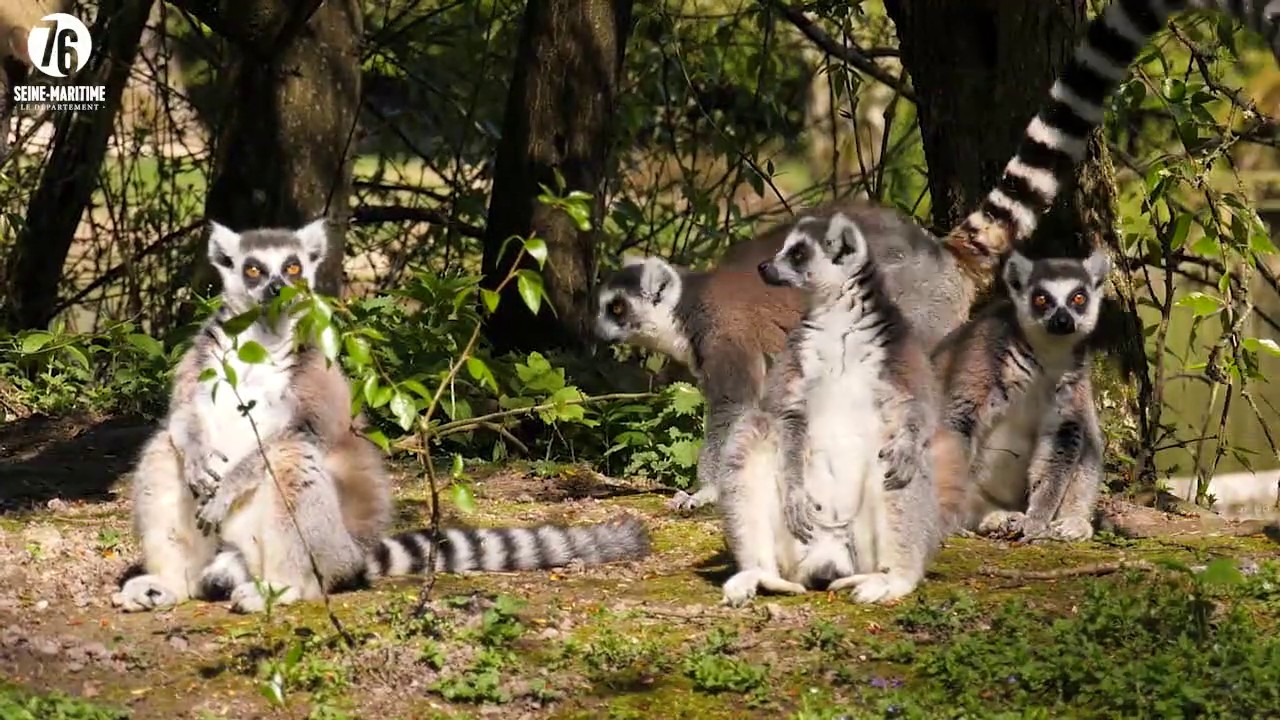 Parc zoologique de Clères
