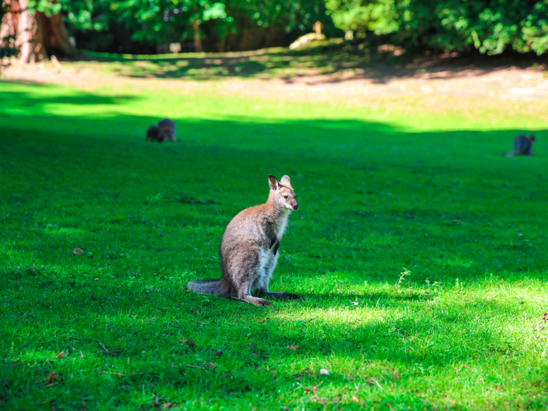 Parc zoologique de Clères