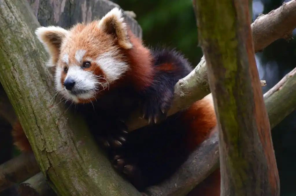 Parc zoologique de Clères