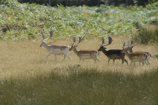 Safari parc de Haute Saintonge