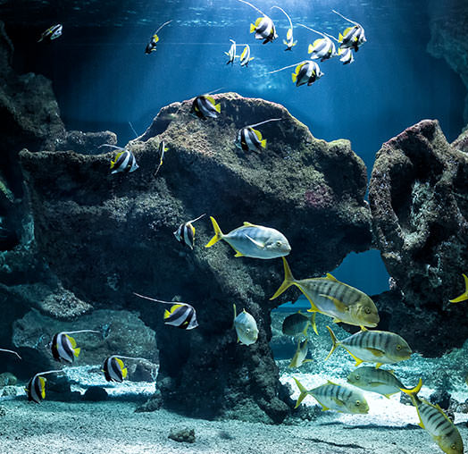 Aquarium La Rochelle