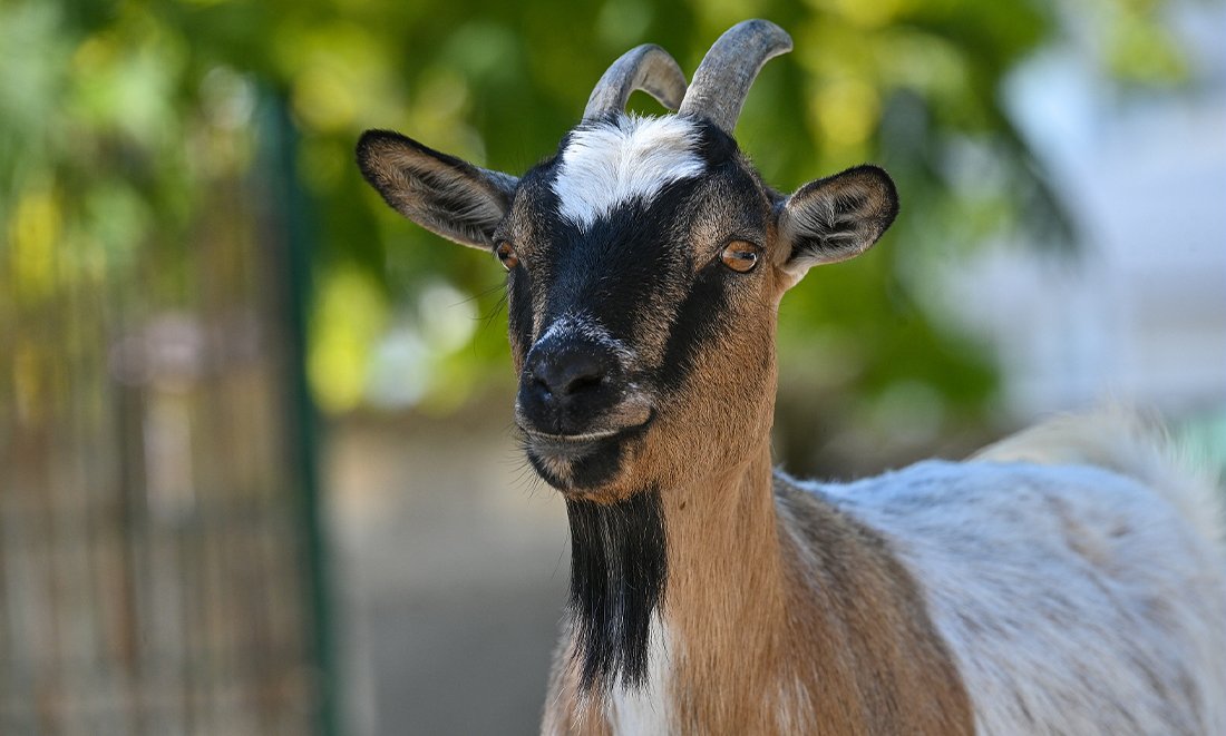 Parc animalier Charles Edouard Beltrémieux