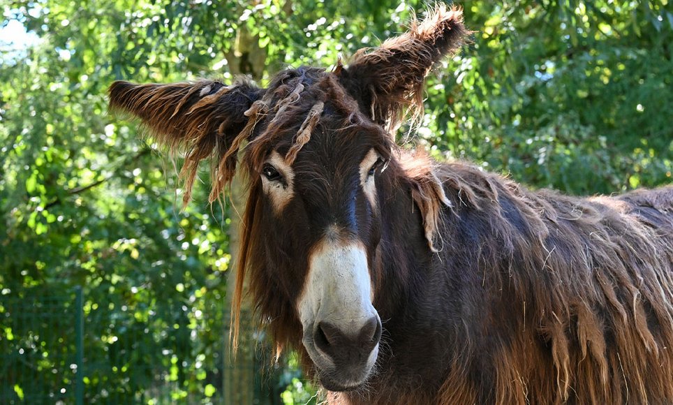 Parc animalier Charles Edouard Beltrémieux
