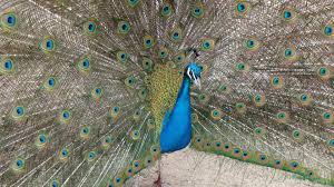 Parc animalier Charles Edouard Beltrémieux