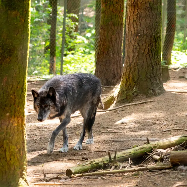Parc animalier des monts de Guéret(Les loups de Chabrières)