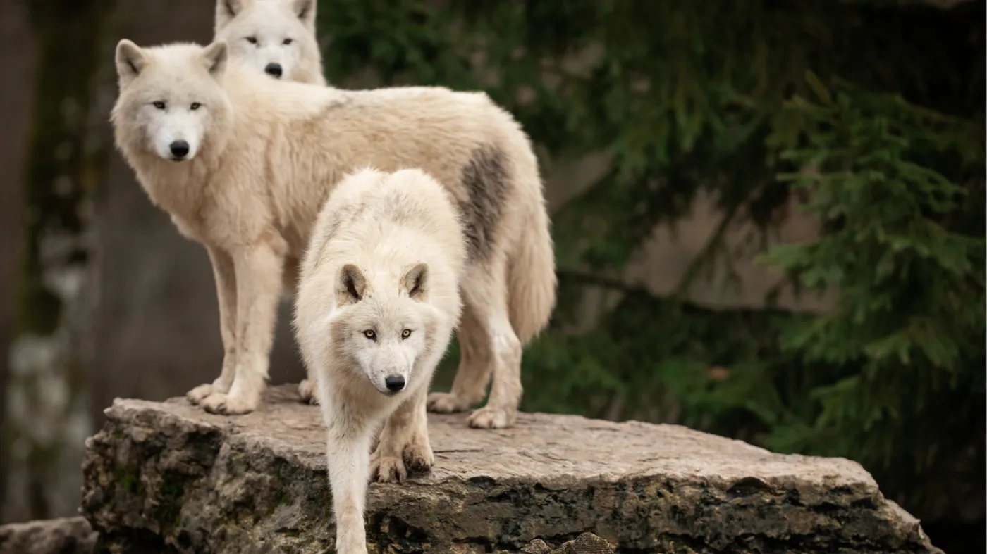 Parc animalier des monts de Guéret(Les loups de Chabrières)