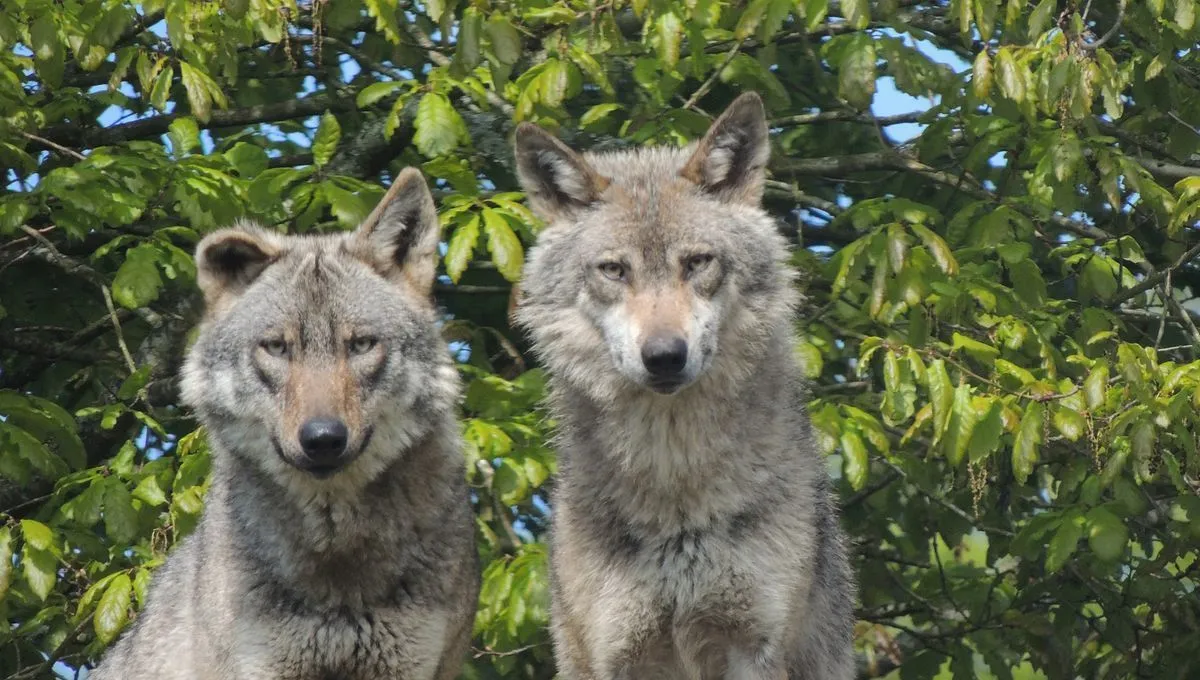 Parc animalier des monts de Guéret(Les loups de Chabrières)