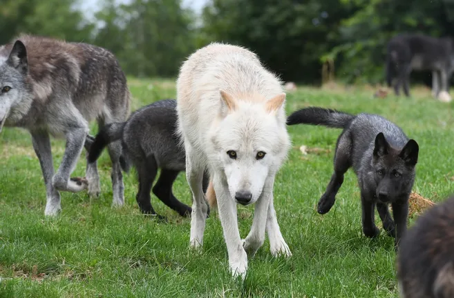 Parc animalier des monts de Guéret(Les loups de Chabrières)