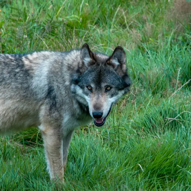 Parc animalier des monts de Guéret(Les loups de Chabrières)