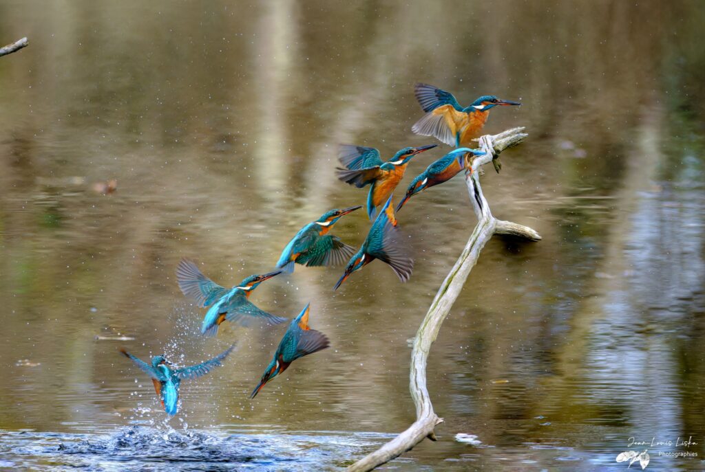 Réserve ornithologique du Teich
