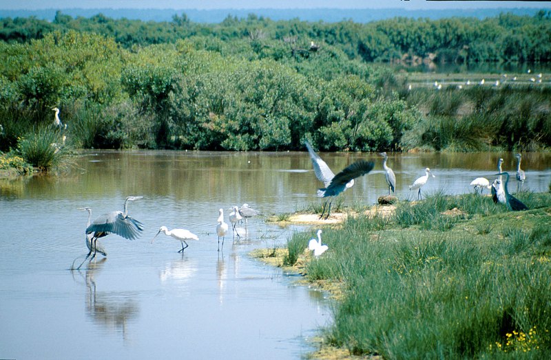Réserve ornithologique du Teich
