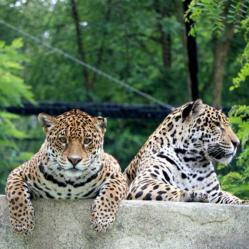 Zoo de Bordeaux Pessac