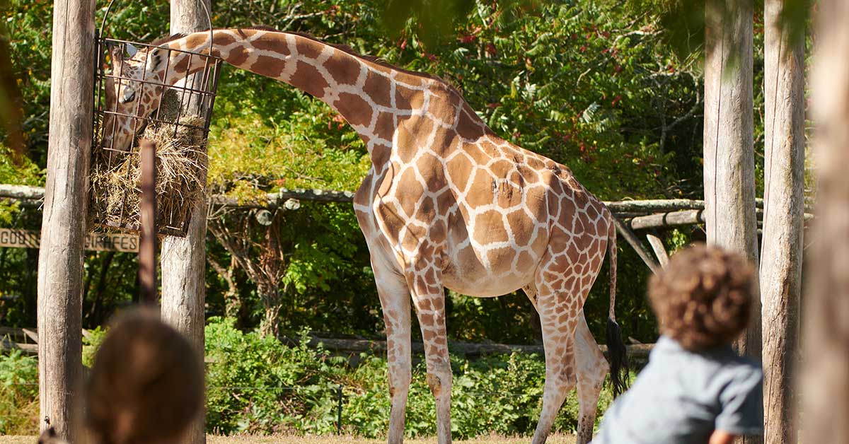 Zoo de Bordeaux Pessac