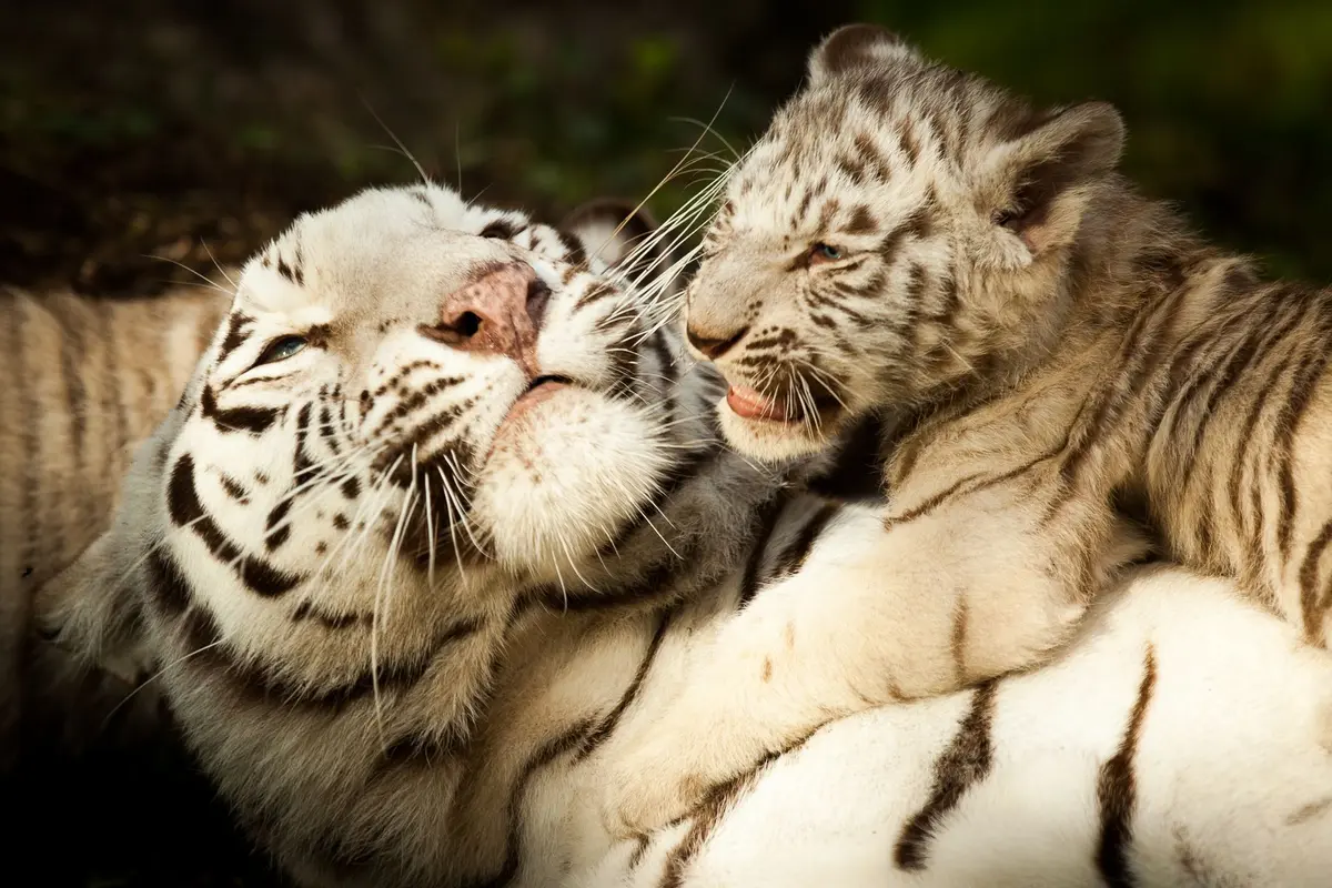 Zoo de Bordeaux Pessac