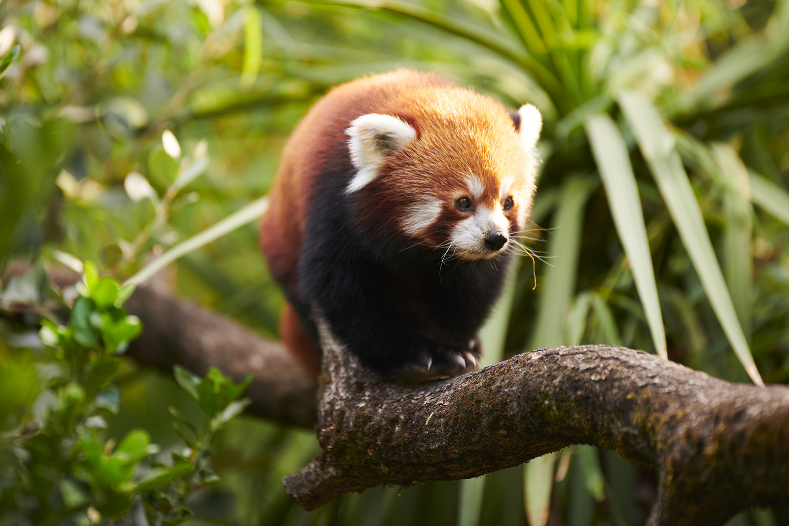 Zoo de Bordeaux Pessac