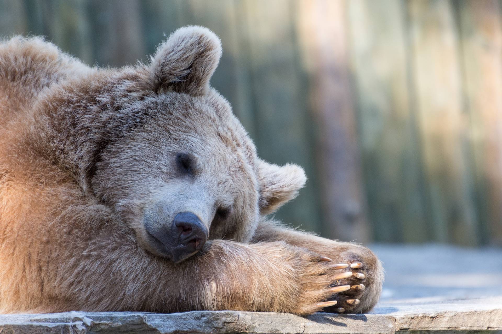 Espace animalier de Borce (Parc Ours)