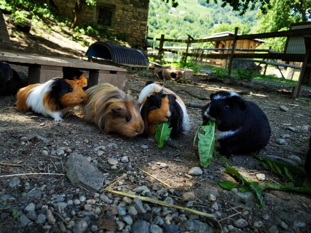 Espace animalier de Borce (Parc Ours)