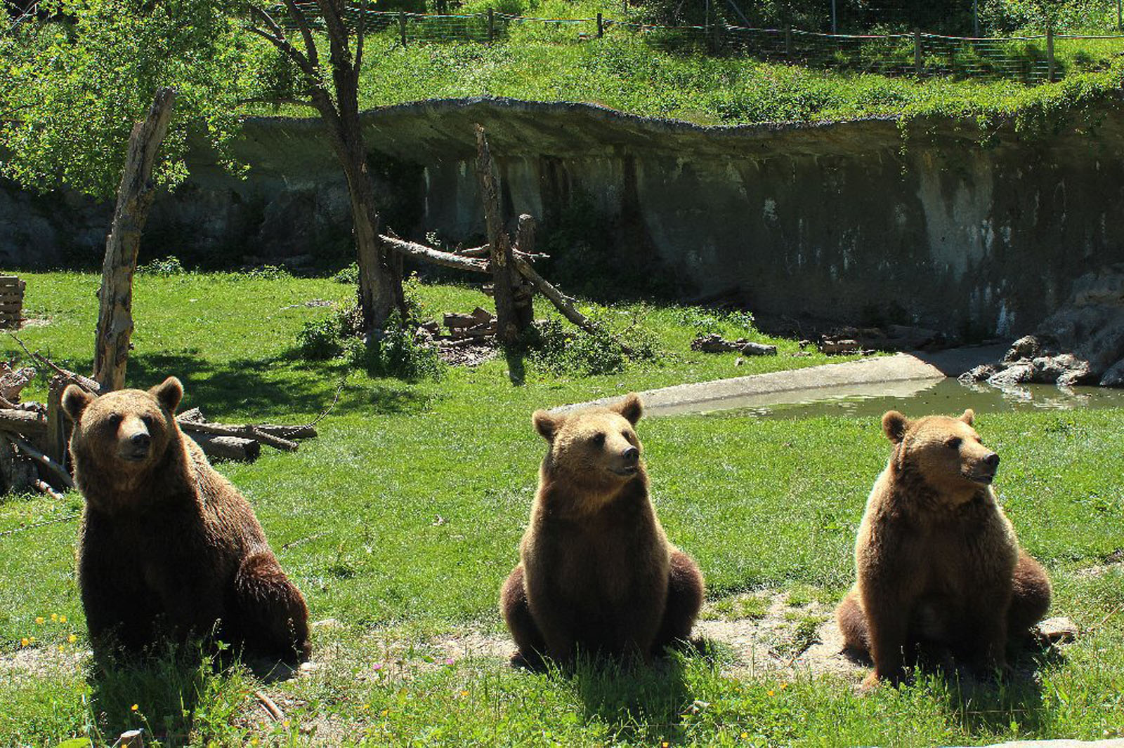 Espace animalier de Borce (Parc Ours)