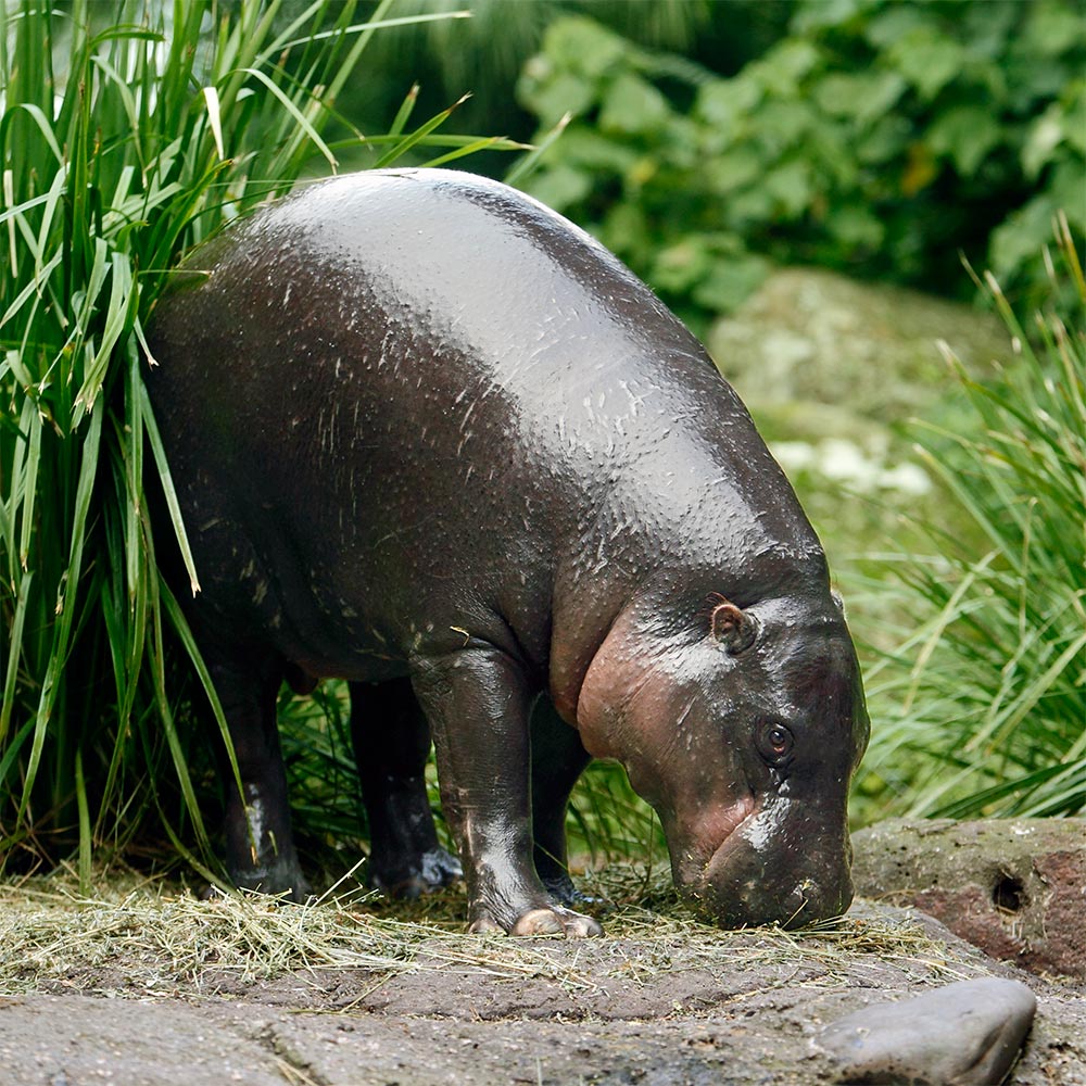 Zoo d'Asson