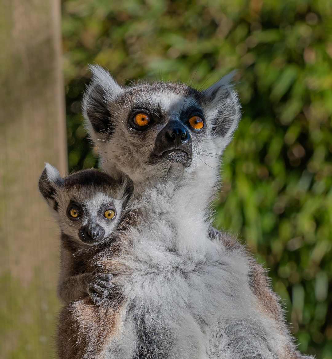 Zoo d'Asson