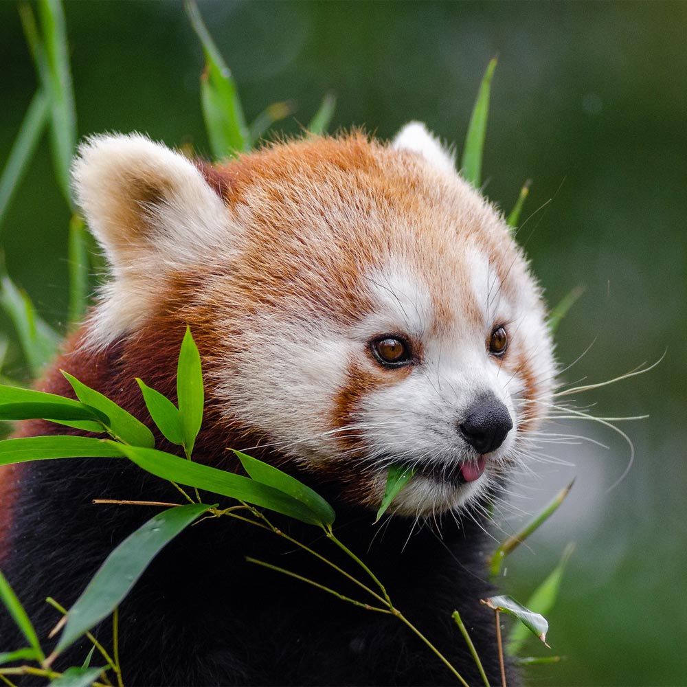 Zoo d'Asson