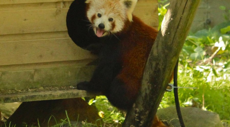 Zoo d'Asson