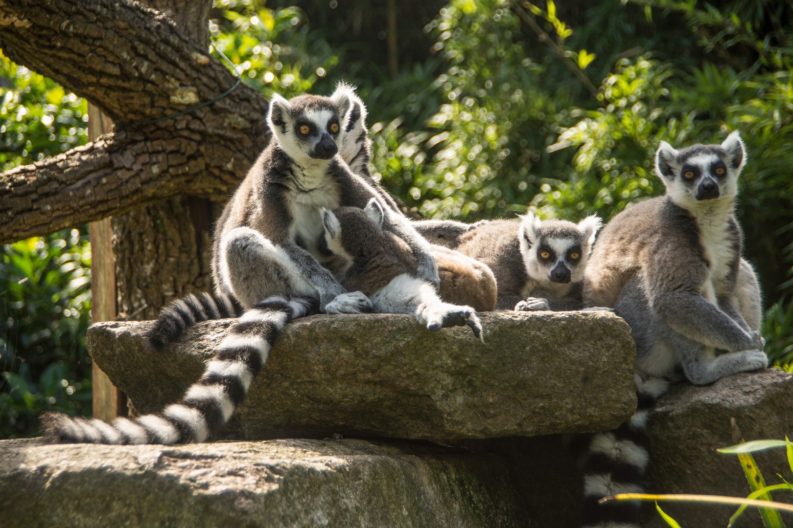 Zoo d'Asson