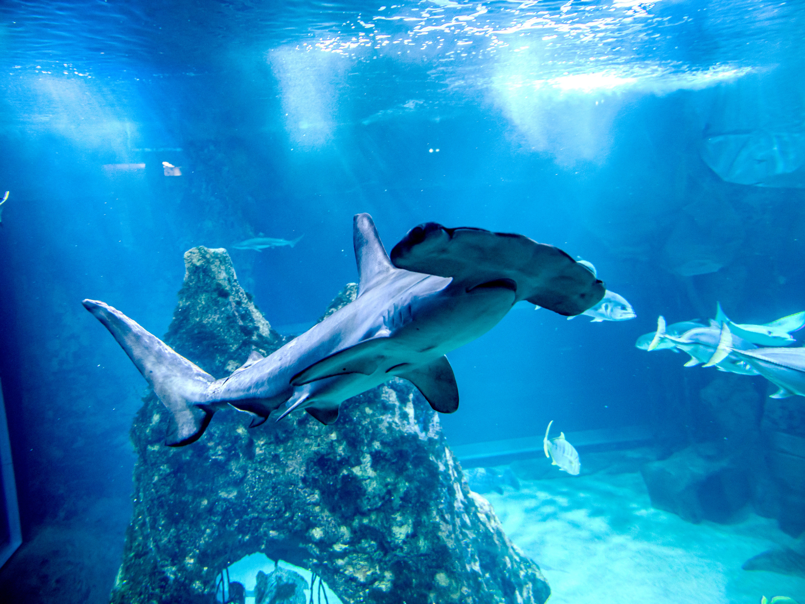 Aquarium de Biarritz