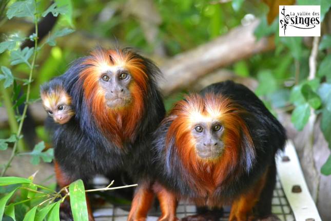Vallée des singes