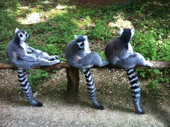 Vallée des singes