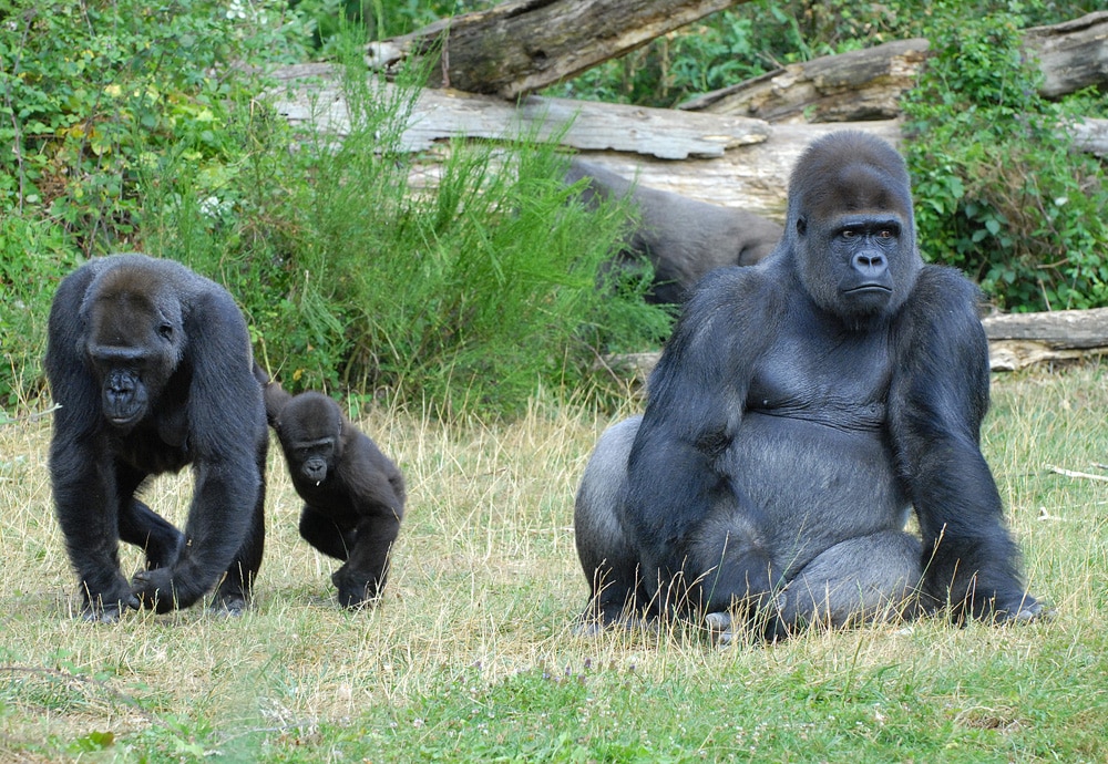 Vallée des singes